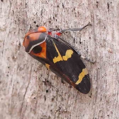 Eurymeloides pulchra (Gumtree hopper) at Bruce Ridge - 18 Mar 2024 by ConBoekel