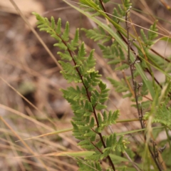 Cheilanthes sieberi subsp. sieberi (Narrow Rock Fern) at Bruce Ridge - 18 Mar 2024 by ConBoekel