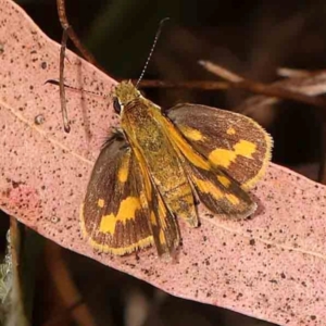 Ocybadistes walkeri at Bruce Ridge - 18 Mar 2024 01:20 PM