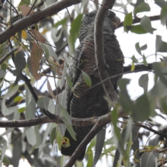 Callocephalon fimbriatum at Stirling, ACT - suppressed