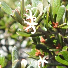 Grevillea australis (Alpine Grevillea) at Geehi, NSW - 19 Mar 2024 by HelenCross