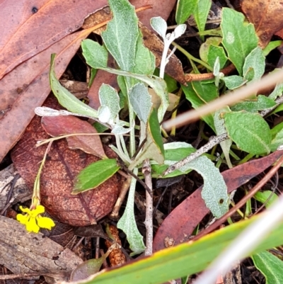 Goodenia hederacea subsp. hederacea (Ivy Goodenia, Forest Goodenia) at Gungaderra Grasslands - 20 Mar 2024 by WalkYonder