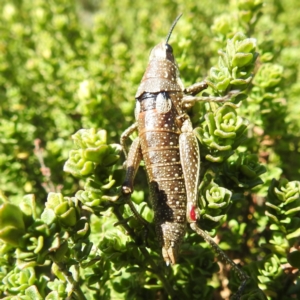 Monistria concinna at Kosciuszko National Park - 19 Mar 2024