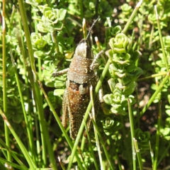 Monistria concinna at Kosciuszko National Park - 19 Mar 2024