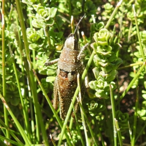 Monistria concinna at Kosciuszko National Park - 19 Mar 2024 01:37 PM