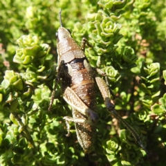 Monistria concinna at Kosciuszko National Park - 19 Mar 2024 01:37 PM