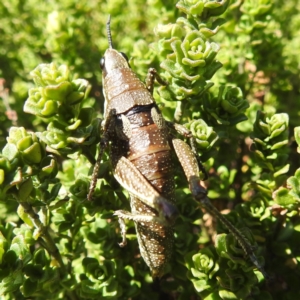 Monistria concinna at Kosciuszko National Park - 19 Mar 2024 01:37 PM