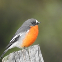 Petroica phoenicea (Flame Robin) at Kosciuszko National Park - 19 Mar 2024 by HelenCross