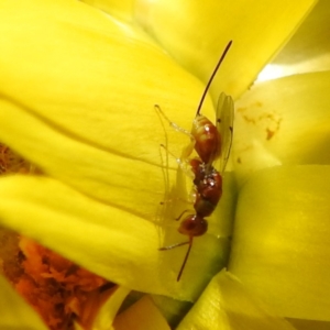 Megastigmus sp. (genus) at ANBG - 20 Mar 2024