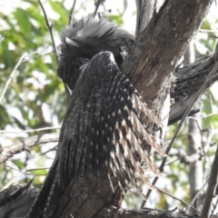 Podargus strigoides (Tawny Frogmouth) at ANBG - 20 Mar 2024 by HelenCross