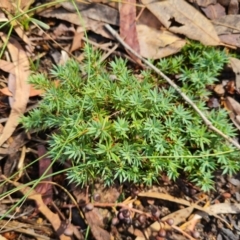 Astroloma humifusum (Cranberry Heath) at Crace, ACT - 19 Mar 2024 by WalkYonder