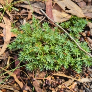 Styphelia humifusum at Gungaderra Grasslands - 20 Mar 2024