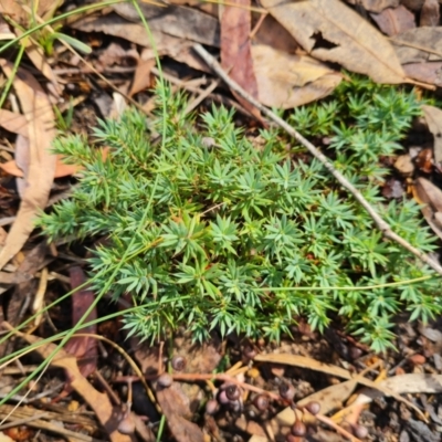 Astroloma humifusum (Cranberry Heath) at Crace, ACT - 19 Mar 2024 by WalkYonder