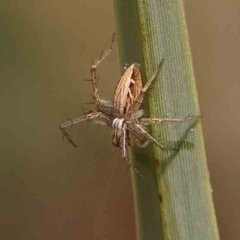 Oxyopes (genus) (Lynx spider) at Bruce Ridge - 18 Mar 2024 by ConBoekel