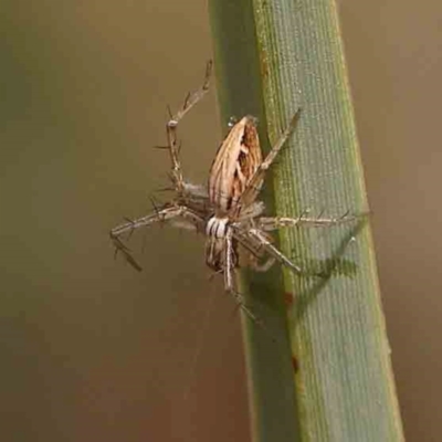 Oxyopes sp. (genus) (Lynx spider) at Bruce Ridge - 18 Mar 2024 by ConBoekel