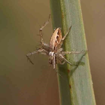 Oxyopes (genus) (Lynx spider) at Bruce Ridge - 18 Mar 2024 by ConBoekel