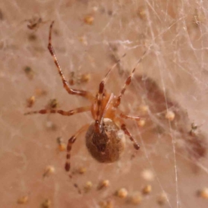 Cryptachaea veruculata at Bruce Ridge - 18 Mar 2024