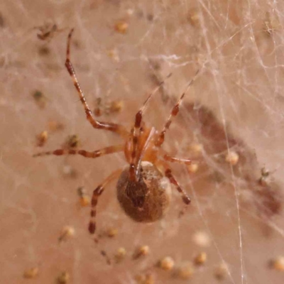 Cryptachaea veruculata (Diamondback comb-footed spider) at Bruce Ridge - 18 Mar 2024 by ConBoekel