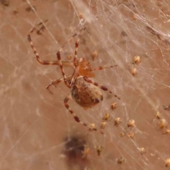 Cryptachaea veruculata at Bruce Ridge - 18 Mar 2024