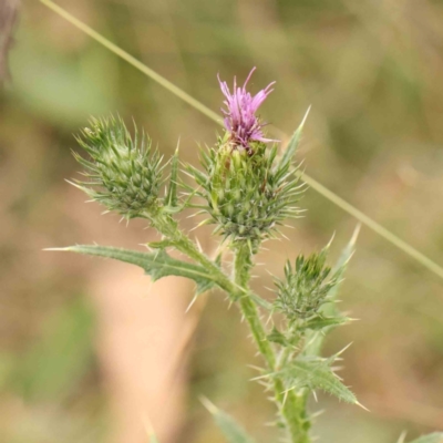 Cirsium vulgare (Spear Thistle) at O'Connor, ACT - 18 Mar 2024 by ConBoekel