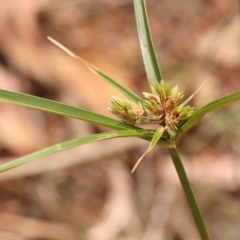 Cyperus eragrostis (Umbrella Sedge) at O'Connor, ACT - 18 Mar 2024 by ConBoekel