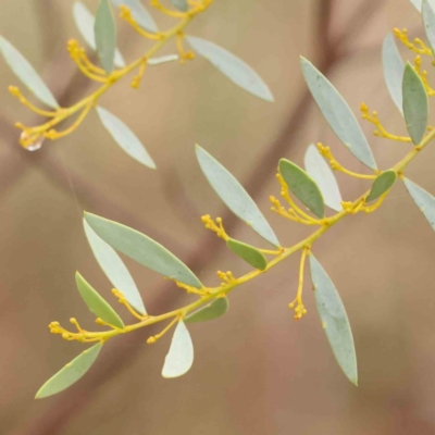 Acacia buxifolia subsp. buxifolia (Box-leaf Wattle) at O'Connor, ACT - 18 Mar 2024 by ConBoekel
