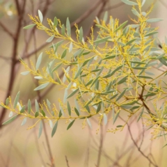 Acacia buxifolia subsp. buxifolia at Bruce Ridge - 18 Mar 2024 01:33 PM