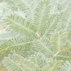 Acacia baileyana (Cootamundra Wattle, Golden Mimosa) at O'Connor, ACT - 18 Mar 2024 by ConBoekel