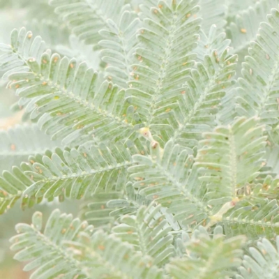 Acacia baileyana (Cootamundra Wattle, Golden Mimosa) at Bruce Ridge - 18 Mar 2024 by ConBoekel