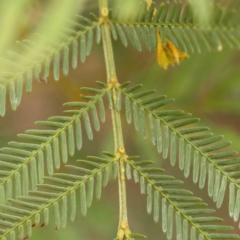 Acacia parramattensis (Parramatta Green Wattle) at Bruce Ridge - 18 Mar 2024 by ConBoekel