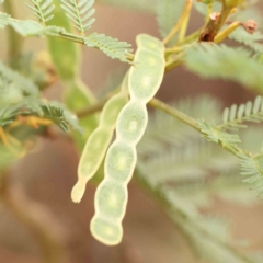 Acacia parramattensis at Bruce Ridge - 18 Mar 2024