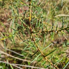 Acacia genistifolia (Early Wattle) at Gungaderra Grasslands - 20 Mar 2024 by WalkYonder