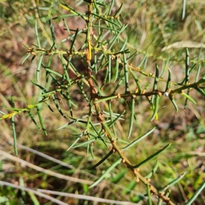 Acacia genistifolia (Early Wattle) at Gungaderra Grasslands - 19 Mar 2024 by WalkYonder