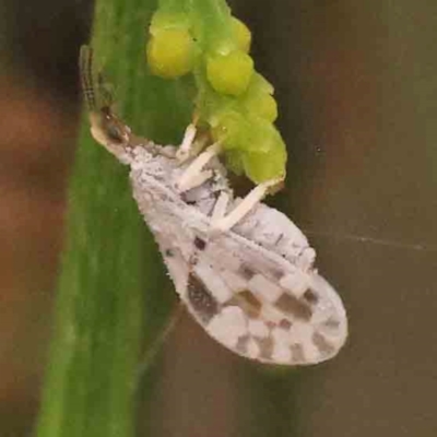 Heteroconis ornata (a dusty lacewing) at Bruce Ridge - 18 Mar 2024 by ConBoekel