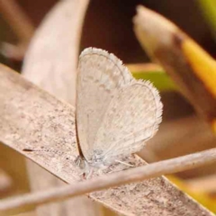 Zizina otis (Common Grass-Blue) at Bruce Ridge - 18 Mar 2024 by ConBoekel