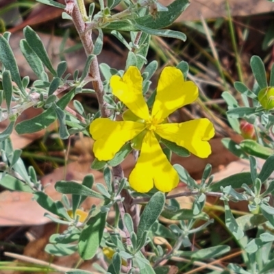 Hibbertia obtusifolia (Grey Guinea-flower) at Fraser, ACT - 18 Mar 2024 by WalkYonder