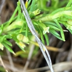 Scleranthus fasciculatus (Knawel) at Hall, ACT - 20 Mar 2024 by strigo