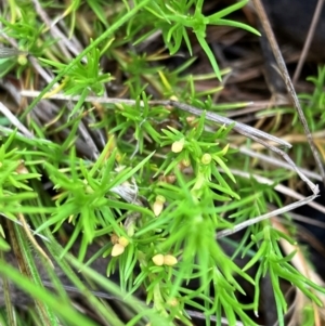 Scleranthus fasciculatus at Hall, ACT - 20 Mar 2024