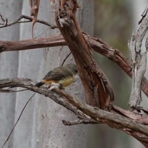 Acanthiza reguloides at Hall, ACT - 20 Mar 2024