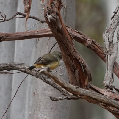 Acanthiza reguloides (Buff-rumped Thornbill) at Hall, ACT - 20 Mar 2024 by Anna123