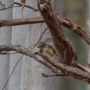 Acanthiza reguloides at Hall, ACT - 20 Mar 2024