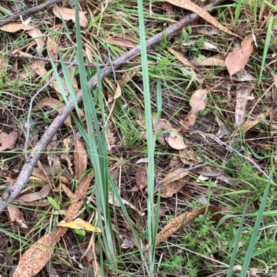 Dianella revoluta var. revoluta (Black-Anther Flax Lily) at Hall, ACT - 20 Mar 2024 by strigo