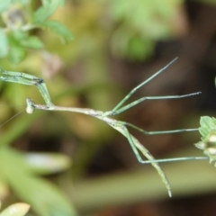 Pseudomantis albofimbriata at Hall, ACT - 20 Mar 2024 by Anna123