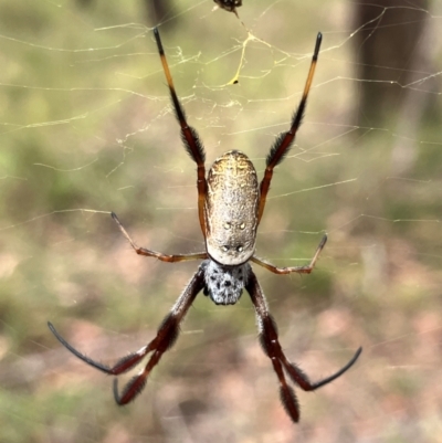 Trichonephila edulis (Golden orb weaver) at Hall, ACT - 20 Mar 2024 by strigo