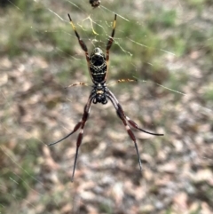 Trichonephila edulis at Hall, ACT - 20 Mar 2024