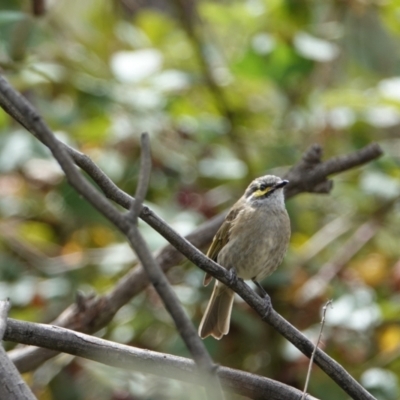 Caligavis chrysops (Yellow-faced Honeyeater) at Hall, ACT - 20 Mar 2024 by Anna123