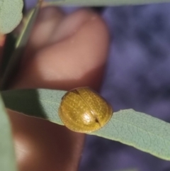 Paropsisterna cloelia (Eucalyptus variegated beetle) at QPRC LGA - 20 Mar 2024 by clarehoneydove