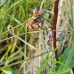 Bolboschoenus sp. (A Rush/Sedge) at Macgregor, ACT - 20 Mar 2024 by WalkYonder