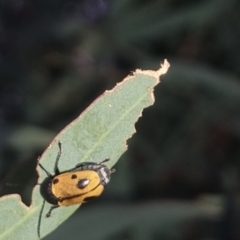 Cadmus (Cadmus) litigiosus (Leaf beetle) at QPRC LGA - 20 Mar 2024 by clarehoneydove