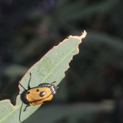 Cadmus (Cadmus) litigiosus (Leaf beetle) at QPRC LGA - 20 Mar 2024 by clarehoneydove